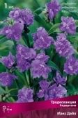 Традесканция Андерсона Макс Дабл (ПОИСК)