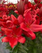 ЛИЛИЯ КАНДИНСКИЙ 7шт (КолорЛайн)