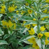 Вербейник точечный Александр (ПОИСК)