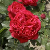 Роза Эрик Таберли Шраб (Садовита)