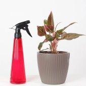 Распылитель для комнатных растений Рейн 380мл ягодный 1/70 (Сантино)