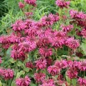 Монарда гибридная Махогани (ПОИСК)