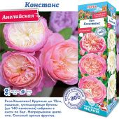Роза Констанс английская (Сиб сад)
