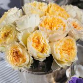 Роза Беатрис чайно-гибридная (Золотая сотка Алтая)