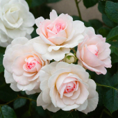 Роза Аспирин Флорибунда (Садовита)