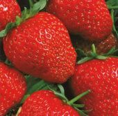 Земляника Фреска (НК)