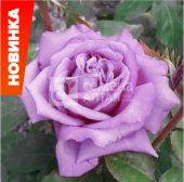 Роза Клод Брассер чайно-гибридная (Барнаул)