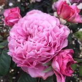 Роза Айсфогель чайно-гибридная ЭКОНОМ (Барнаул)