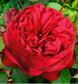 Роза Ред Пиано чайно-гибридная (Сиб сад)