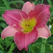 Лилейник гибридный Файнал Тач 1шт (ПОИСК)