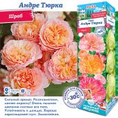 Роза Андре Тюрка (Шраб) 1шт (Сиб сад)