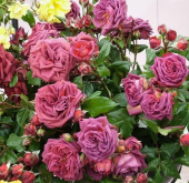 Роза Джоселин флорибунда (Золотая сотка Алтая)