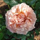 Роза Сагитариус шраб (Золотая сотка Алтая)