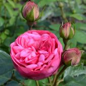 Роза Пинк Пиано чайно-гибридная (Сиберика)