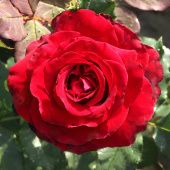 Роза Лавли Рэд Чайно-гибридная (Садовита)