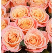 Роза Мисс Пигги чайно-гибридная (Золотая сотка Алтая)