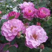 Роза Блю Эден грандифлора (Барнаул)