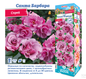 Роза Санта Барбара спрей (Сиб сад)