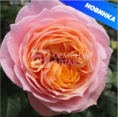 Роза Вувузелла чайно-гибридная (Барнаул)