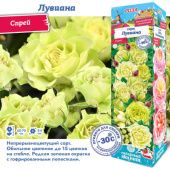 Роза Лувиана спрей (Сиб сад)