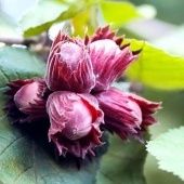 Фундук (Лещина обыкновенная) Подарок Ваничевой (№ 42-19) (ПОИСК)