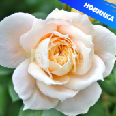 Роза Лионс роуз флорибунда (Барнаул)