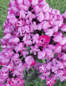 Флокс Бутоник 2шт (КолорЛайн)