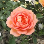 Роза Пэт Остин Шраб (Английская) (Садовита)