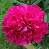 Пион Канзас травянистый (ПОИСК)