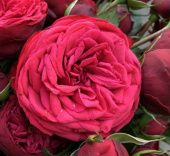 Роза Адажио чайно-гибридная ЭКОНОМ (Барнаул)