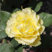 Роза Лимбо Чайно-гибридная (Садовита)