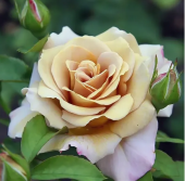 Роза Хани Дижон чайно-гибридная (Татарстан Розариум)