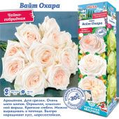 Роза Вайт Охара чайно-гибридная (Сиб сад)