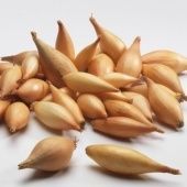 Лук севок Олина (Бамбергер) 10/21 сетка 10кг (Голландия-Россия)  +/-10%