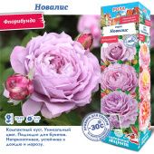 Роза Новалис флорибунда (Сиб сад)