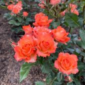 Роза Алегрия Спрей (Садовита)