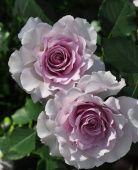 Роза Нью Вейв японская чайно-гибридная (Золотая сотка Алтая)