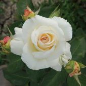 Роза Шнеевальцер Плетистая (Садовита)