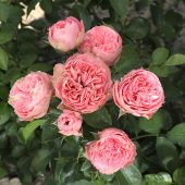 Роза Плейфул рококо Спрей (Садовита)