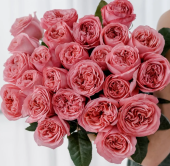 Роза Пинк Экспрешн чайно-гибридная (Барнаул)