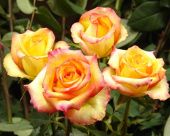 Роза Конго чайно-гибридная (Татарстан Розариум)