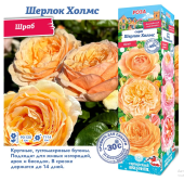 Роза Шерлок Холмс (Шраб) (Сиб сад)