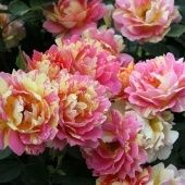 Роза Роз де Систэрсьян флорибунда (Садовита)