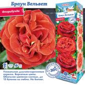 Роза Браун Вельвет флорибунда (Сиб сад)