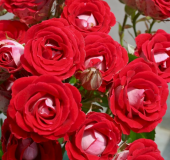 Роза Шоне Кобленцерин флорибунда (Золотая сотка Алтая)