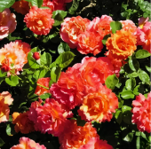 Роза Изи даз Ит флорибунда (Золотая сотка Алтая)