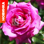 Роза Интрига флорибунда (Барнаул)