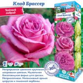Роза Клод Брассер чайно-гибридная (Сиб сад)