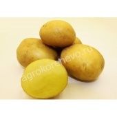 Картофель Краса Мещеры Элита белоклубневый среднеспелый сетка 30кг +/- 2% (ЧР)