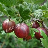 Крыжовник Командор (ПОИСК)